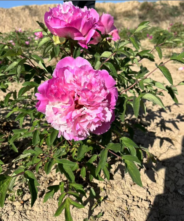 Bao Lian Deng Rockii Tree Peony