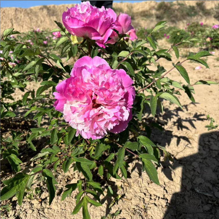 Bao Lian Deng Rockii Tree Peony
