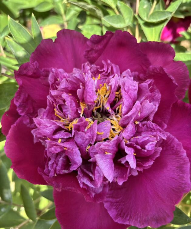 Cai Yuan Guang Jin Rokii Tree Peony