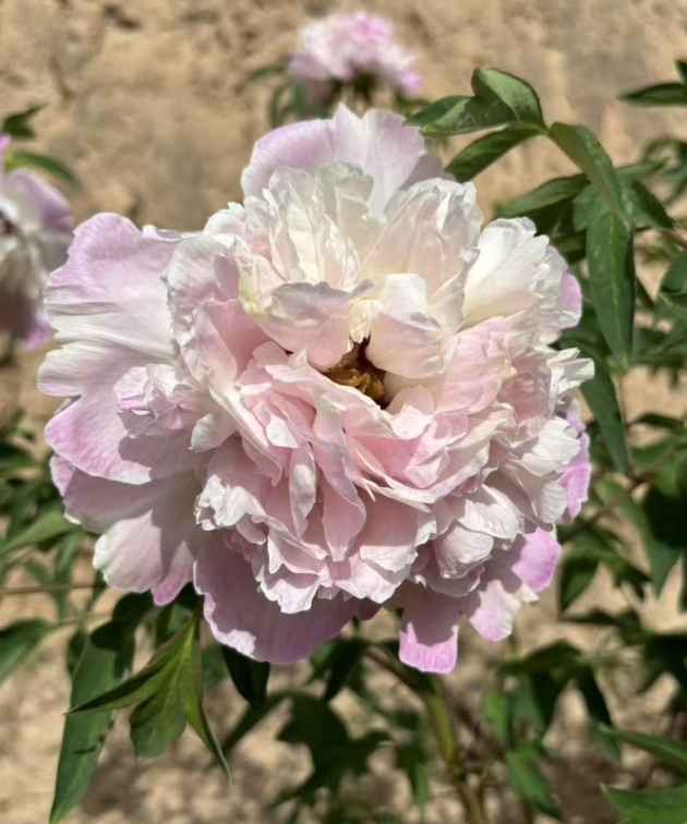 Die Lian Hua Rockii Tree Peony