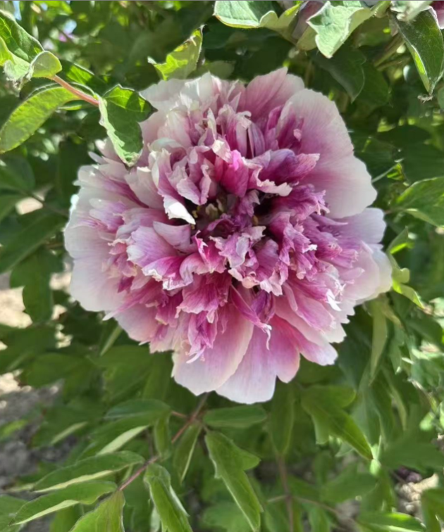 Feng Huo Tai Rockii Tree Peony