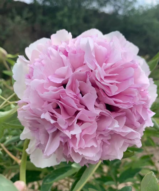 Fen Tian Xiang Rockii Tree Peony