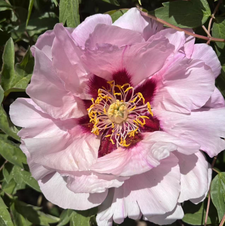Fen Xi Shi Rockii Tree Peony