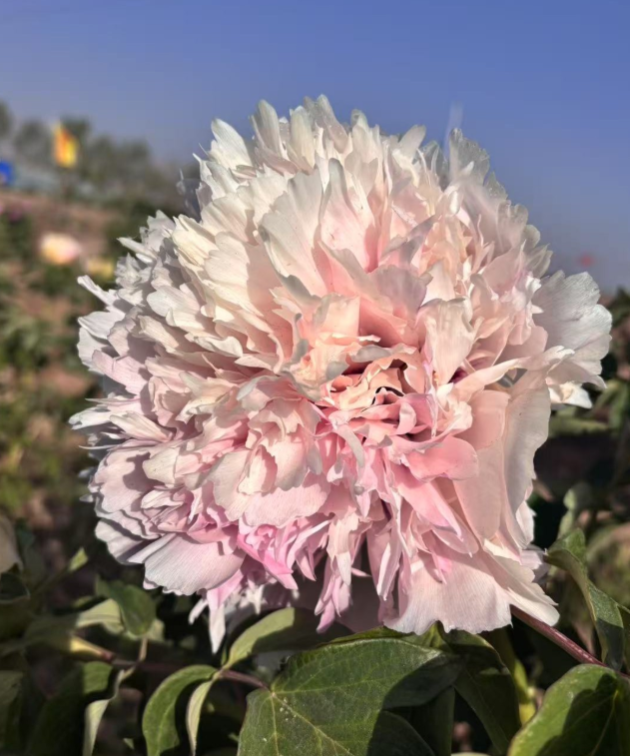 Fen Yu Sheng Hui Rockii Tree Peony