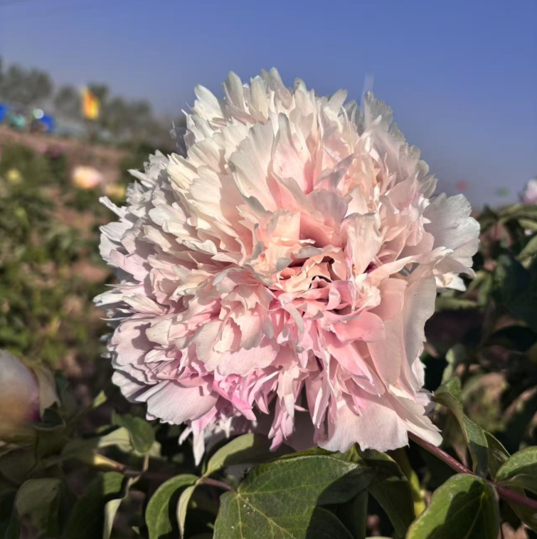 Fen Yu Sheng Hui Rockii Tree Peony