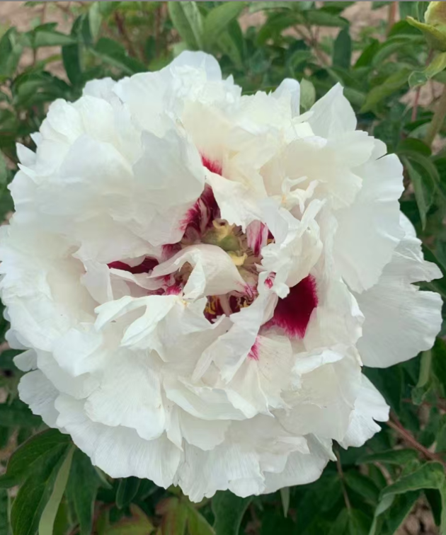 Gui Fu Ren Rockii Tree Peony