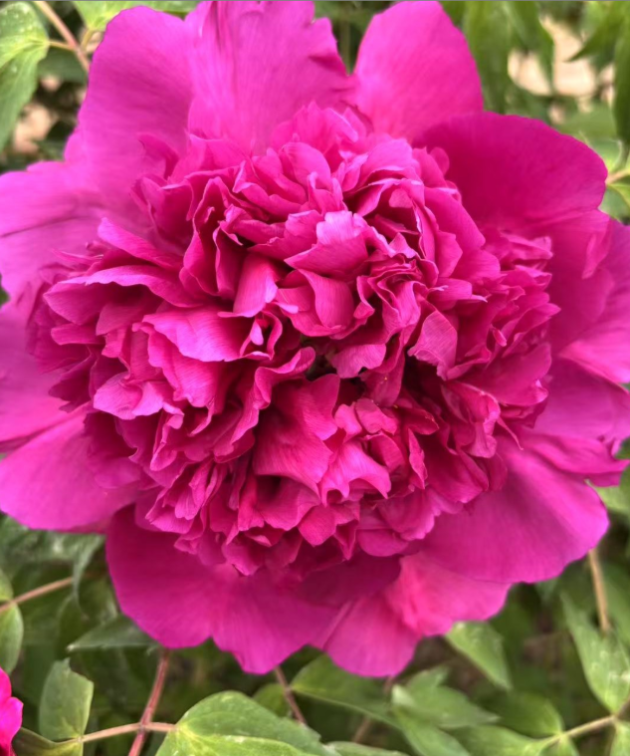 He Ping Hong Rockii Tree Peony