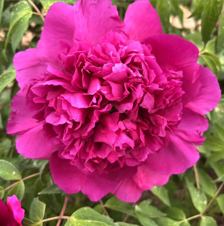 He Ping Hong Rockii Tree Peony
