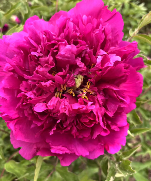 He Ping Hong Xiu Qiu Rockii Tree Peony