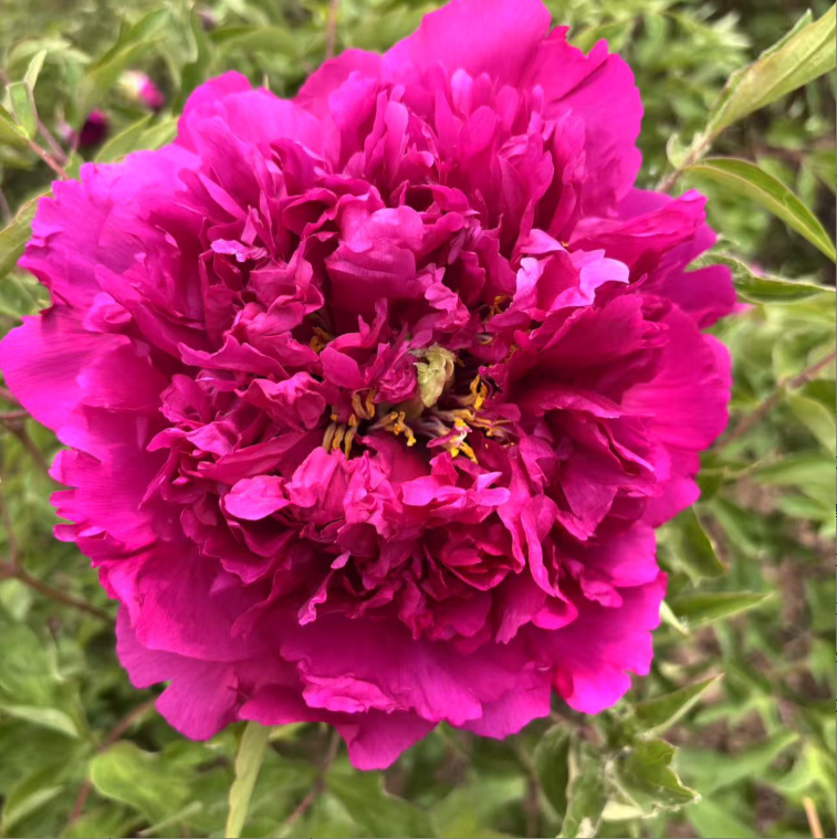 He Ping Hong Xiu Qiu Rockii Tree Peony