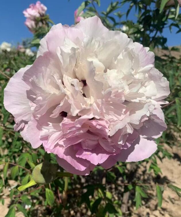He Tang Yue Se Rockii Tree Peony