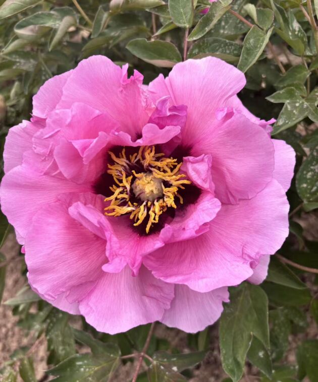 Hong Fen Jia Ren Rockii Tree Peony