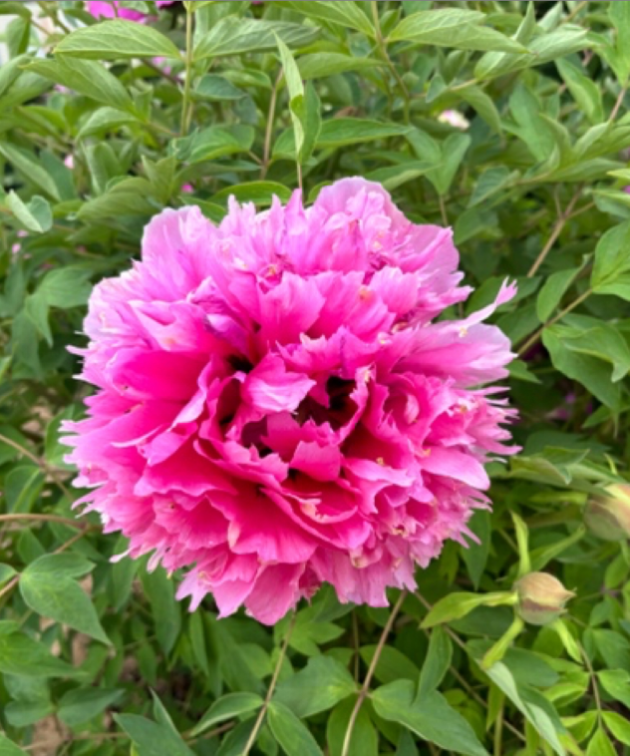 Hong Guan Jin Hua Rockii Tree Peony