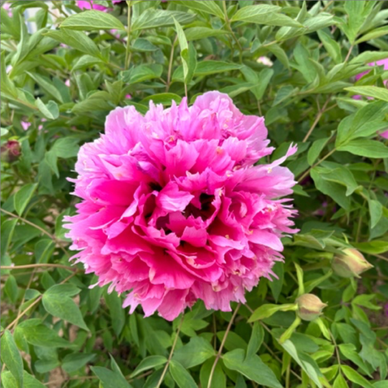 Hong Guan Jin Hua Rockii Tree Peony