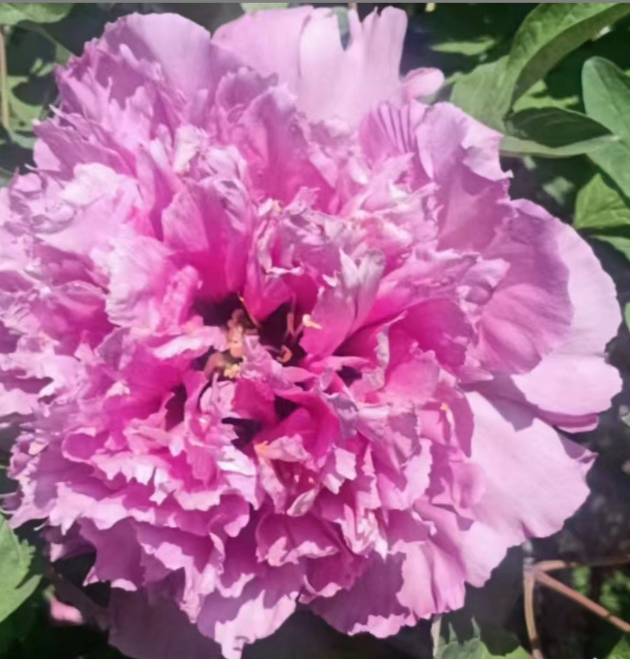 Hong Guan Sa Jin Rockii Tree Peony