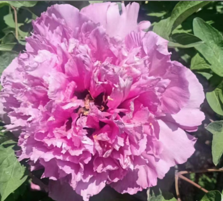 Hong Guan Sa Jin Rockii Tree Peony