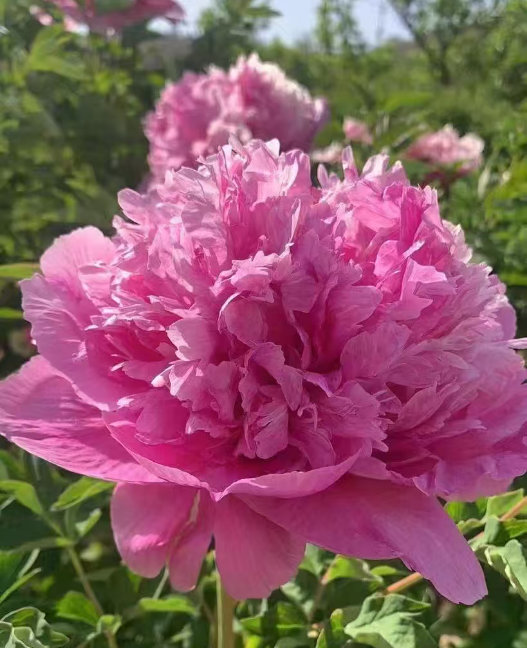 Hong Guan Yu Dai Rockii Tree Peony