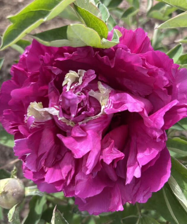 Hong Hai Qing Long Rockii Tree Peony