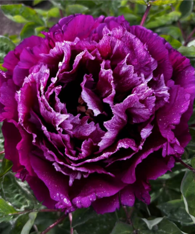 Hong Hai Ying Lang Rockii Tree Peony