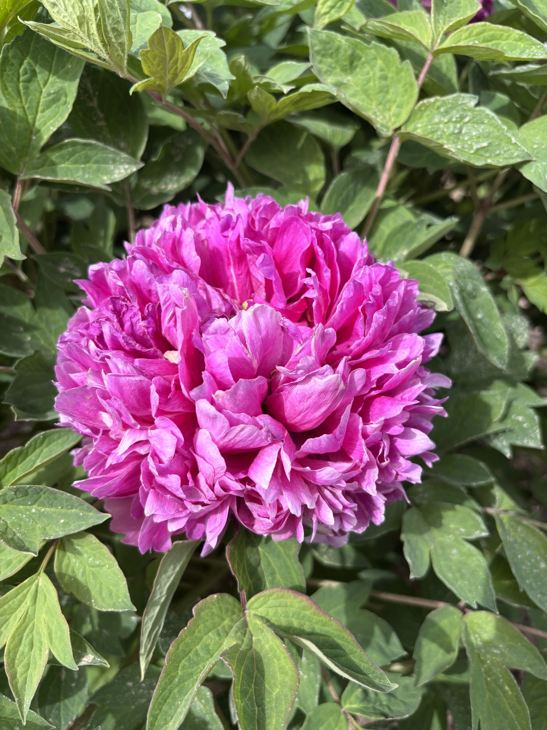 Hong Lou Jing Meng Rockii Tree Peony