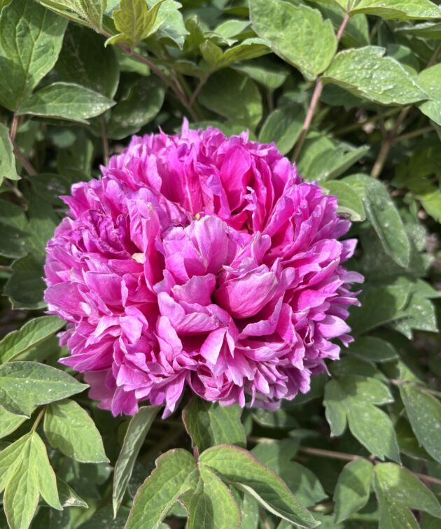 Hong Lou Jing Meng Rockii Tree Peony