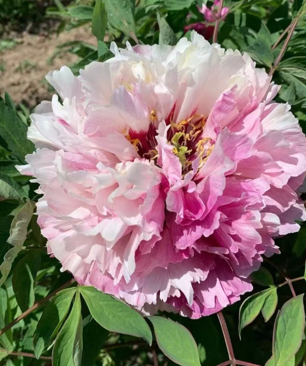 Hong Zhuang Su Guo Rockii Tree Peony