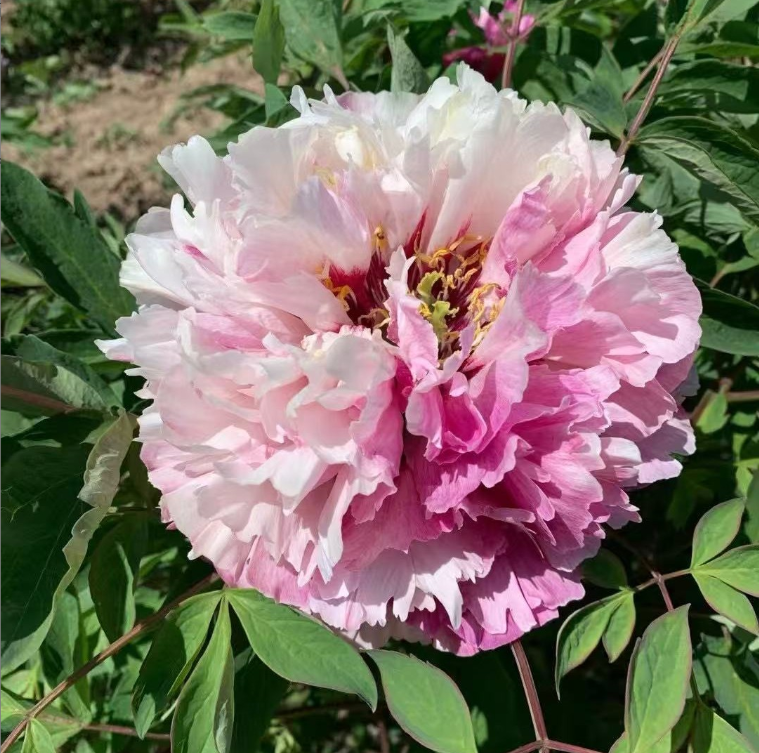 Hong Zhuang Su Guo Rockii Tree Peony
