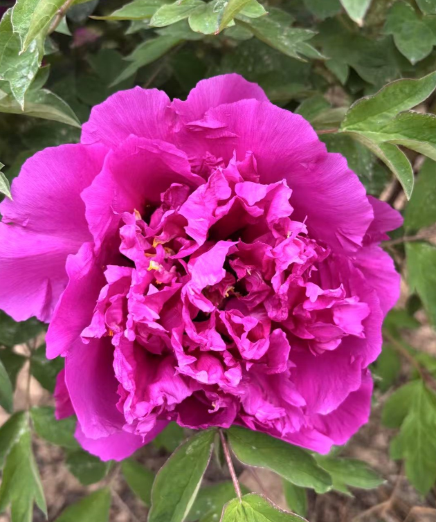 Lan Shan Jing Guang rockii tree peony