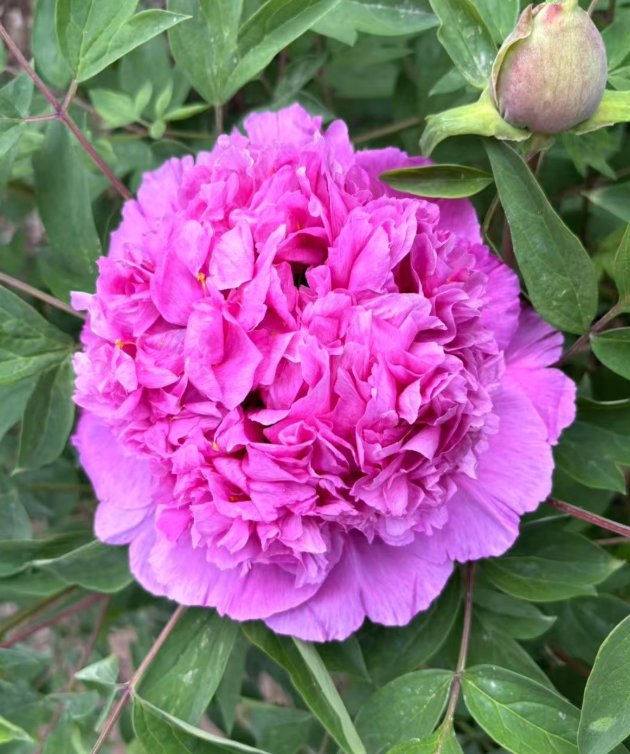 Lan Tian Meng Rockii Tree Peony
