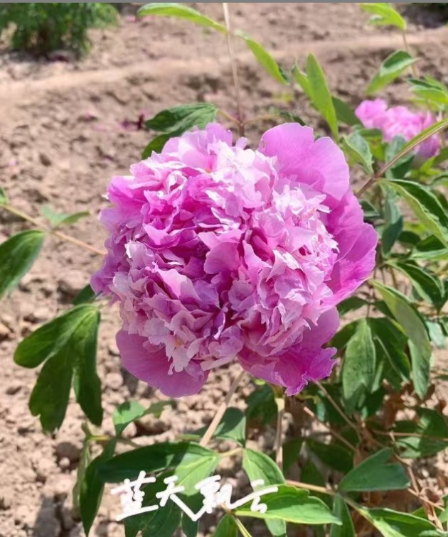 Lan Tian Piao Yun Rockii Tree Peony