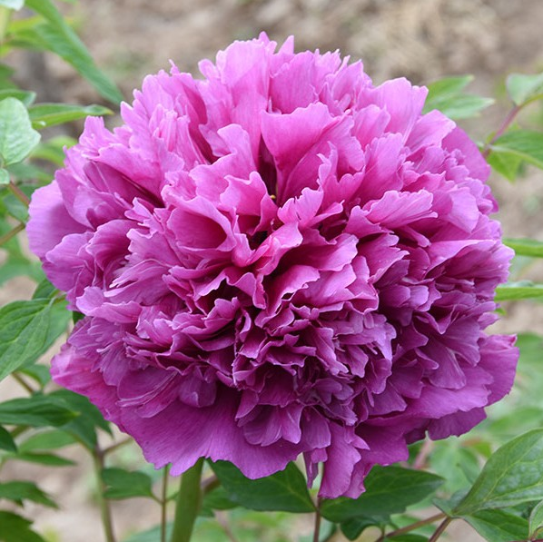 Lan Xiu Qiu Rockii Tree Peony