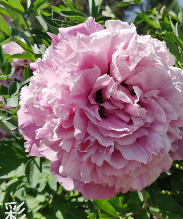 Lan Yu San Cai Rockii Tree Peony
