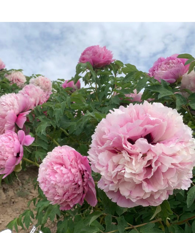 Lan Yu San Tai Rockii Tree Peony