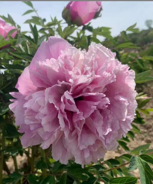 Lan Zhou Chou Tree Peony