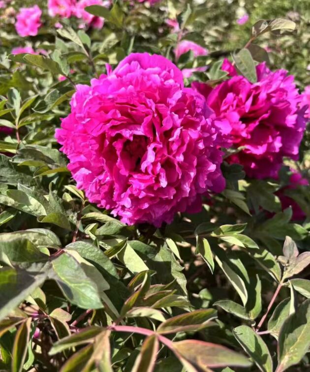 Li Xiang Rockii Tree Peony