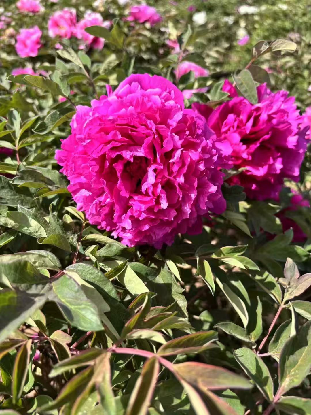 Li Xiang Rockii Tree Peony