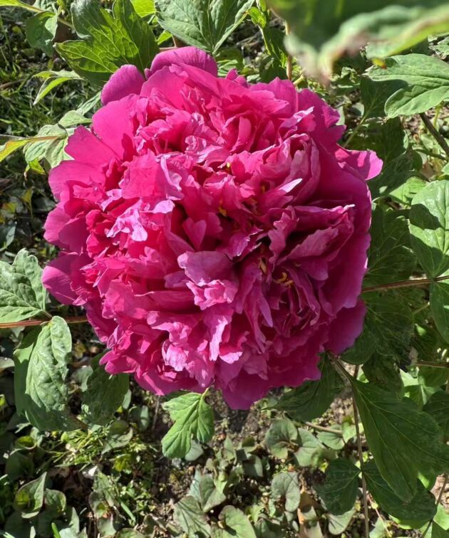 Mei Gui Sa Jing Rockii Tree Peony