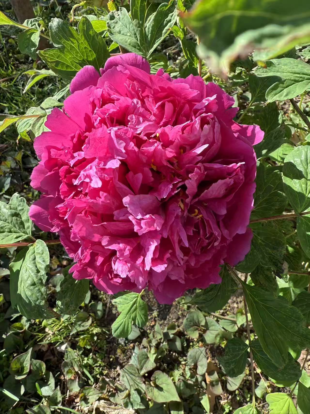 Mei Gui Sa Jing Rockii Tree Peony