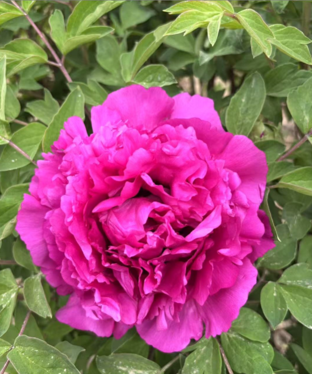 Mei Gui Xiang Rockii Tree Peony
