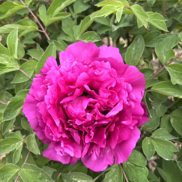 Mei Gui Xiang Rockii Tree Peony