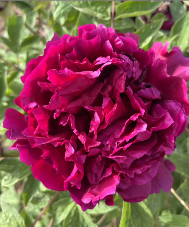 Mo Yun Rockii Tree Peony