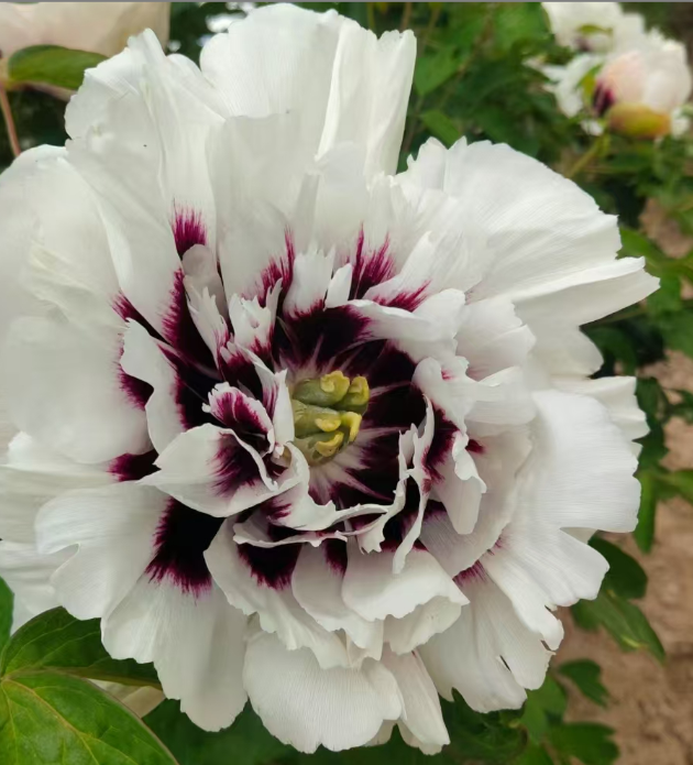 Pan Deng Rockii Tree Peony