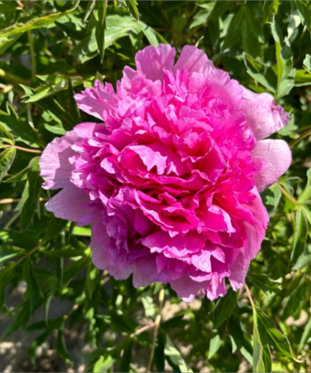 Qing Chun Rockii Tree Peony
