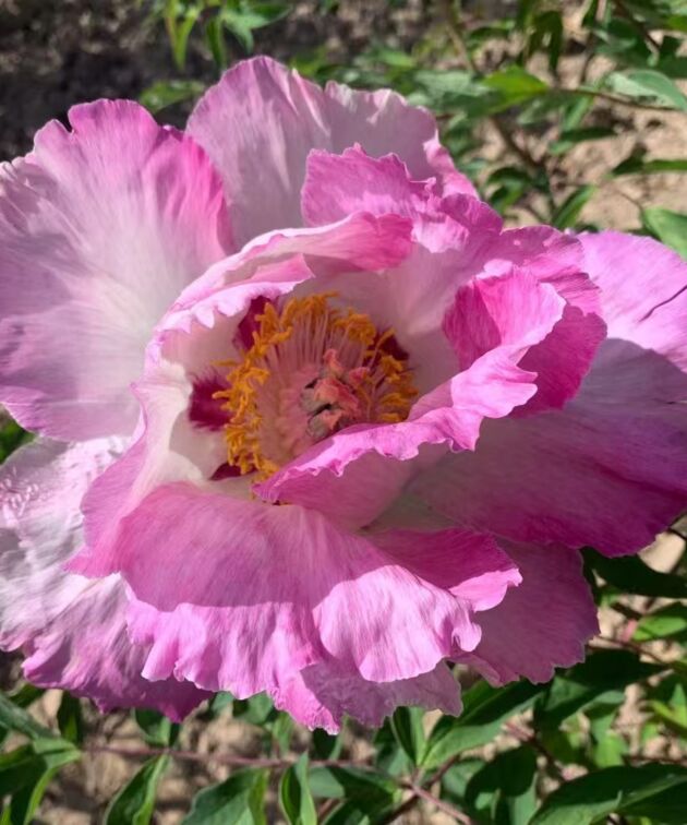 Shi Li He Xiang Rockii Tree Peony