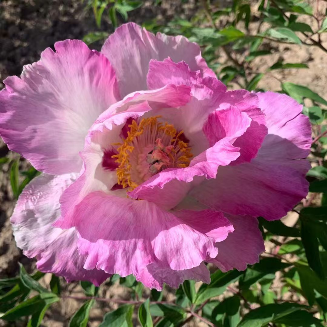 Shi Li He Xiang Rockii Tree Peony