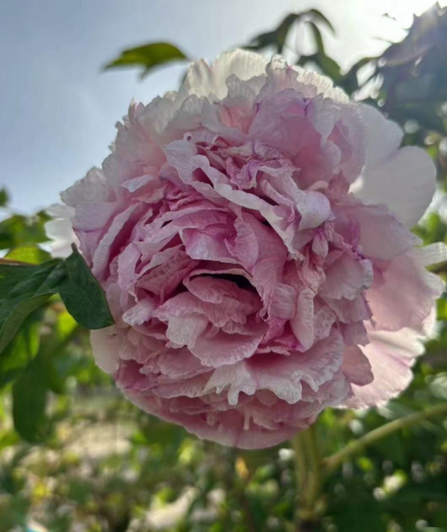 Tao Rong Rockii Tree Peony
