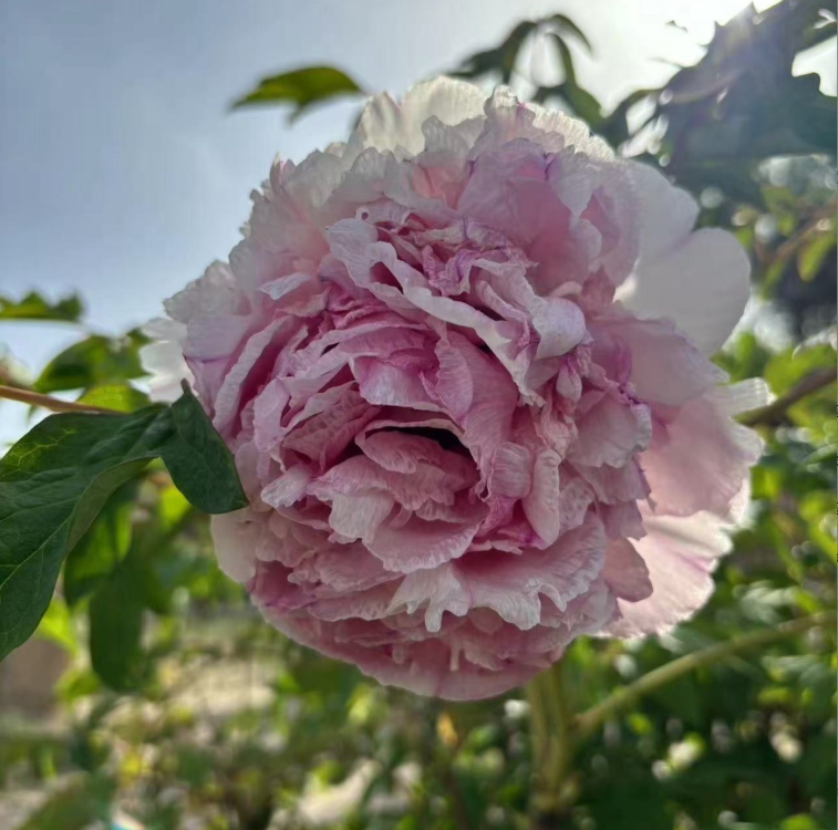 Tao Rong Rockii Tree Peony