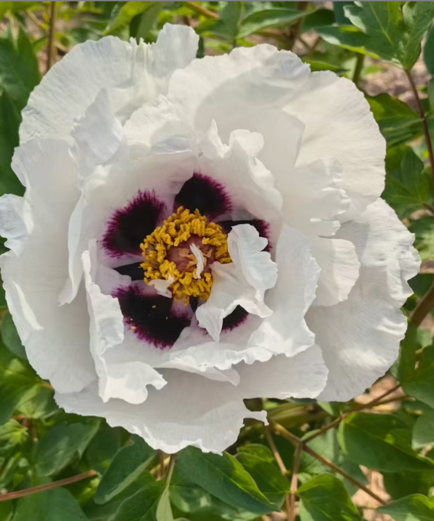 Tian Shan Xue Lian Rockii Tree Peony