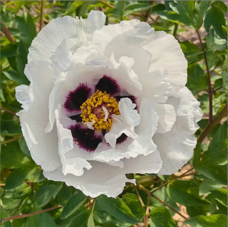 Tian Shan Xue Lian Rockii Tree Peony