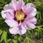 How to Grow Paeonia Rockii from Seed